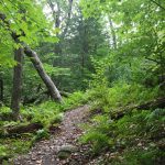 Nature Awareness Hike