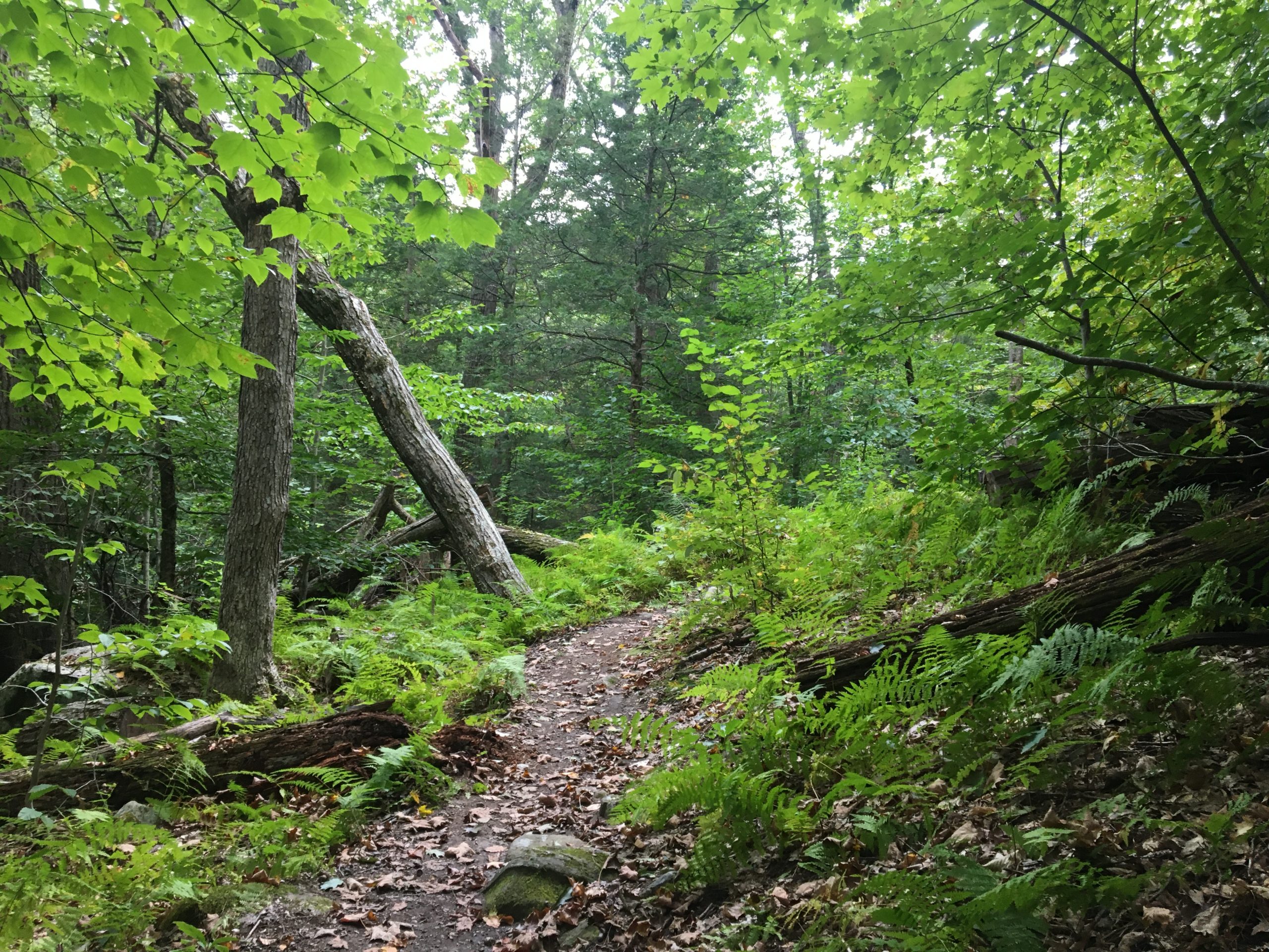 Nature Awareness Hike