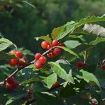 Invasive Wild Edibles Walk