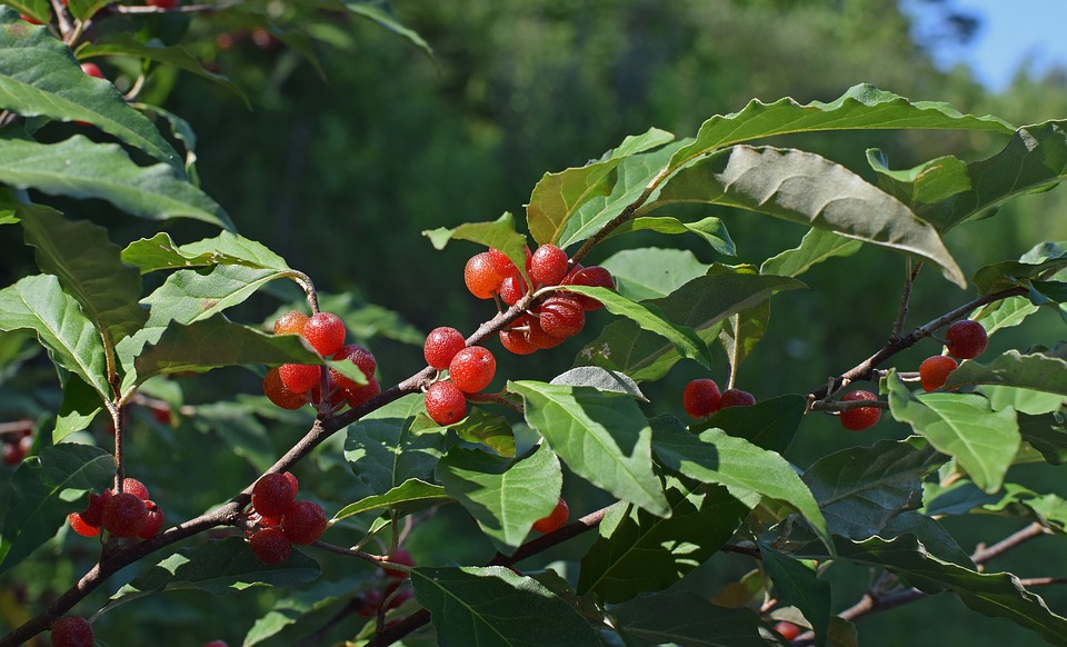 Invasive Wild Edibles Walk