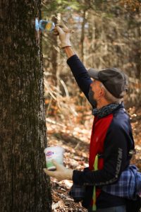 Man with hat and face mask on is in the forest of the Stevens Property in Huntington Massachusetts. He is holding a paint brush in one hand lifted above his head to paint a tree with blue paint. In the other hand he is holding an old yogurt cup filled with blue paint. He also has a paint scraper under his arm which was used to scrape the tree so the paint would go on easier. The tree is large and in the foreground with many smaller trees which appear blurrier in the background. The purpose of painting the tree is to make the prior blazes more visible for hikers. 