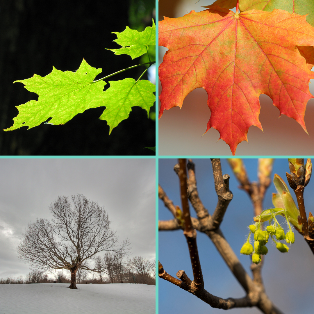 Phenology/Seasonal Changes Series - December