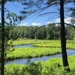 A large wetland in The Hilltowns, seen through the silhouette of a few trees in the foreground. Behind the wetland in the distance are a line of trees, with blue sky above