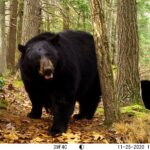 Capturing Creatures: Wildlife Camera and Illustration Webinar