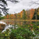 A view of a wetland, framed by shrubs and tree branches, with trees with autumn leaves and a cloudy sky in the background