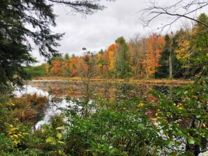 A view of a wetland, framed by shrubs and tree branches, with trees with autumn leaves and a cloudy sky in the background