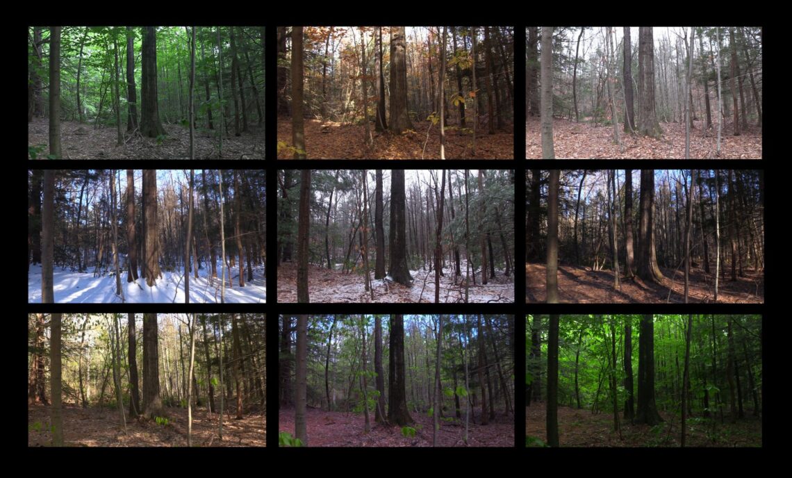 A grid of 9 images of the same red oak tree in different seasons, colors, and lighting.