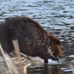 All About Beavers