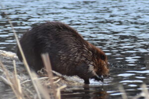 A beaver dips its paws into the edge of a pond, framed by dry grasses.