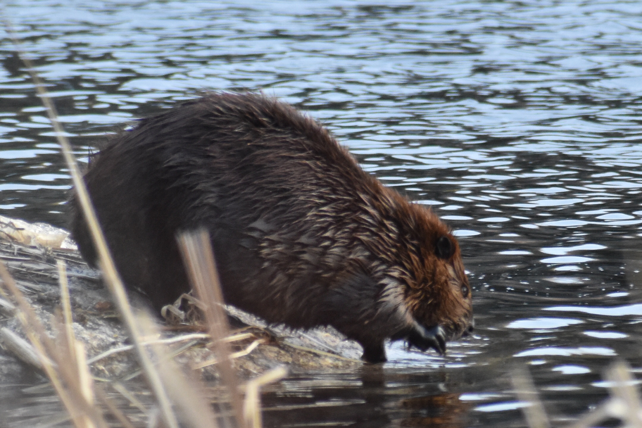 All About Beavers