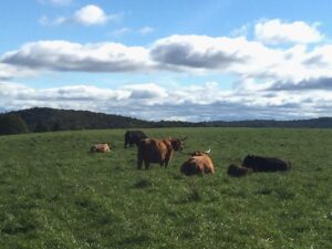 Photograph shows image of cattle in a green field under a blue sky with white clouds.