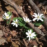 Hike at Fare-Thee-Well