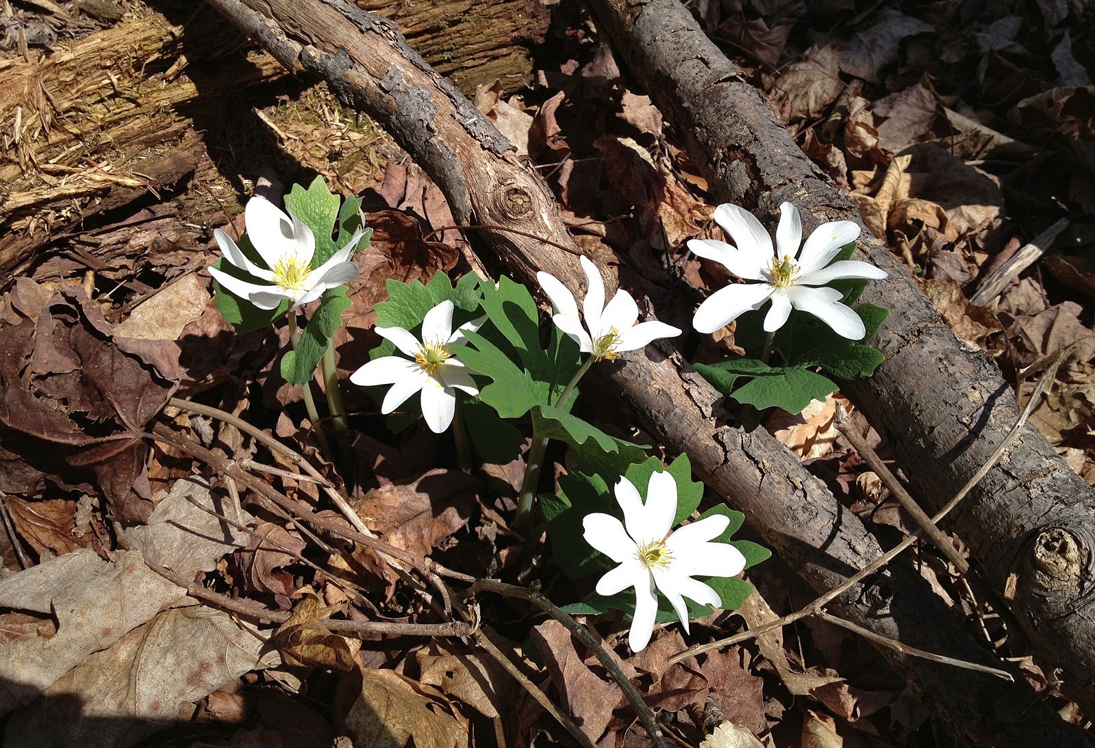 Hike at Fare-Thee-Well