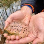 Vernal Pool Plunge - Webinar