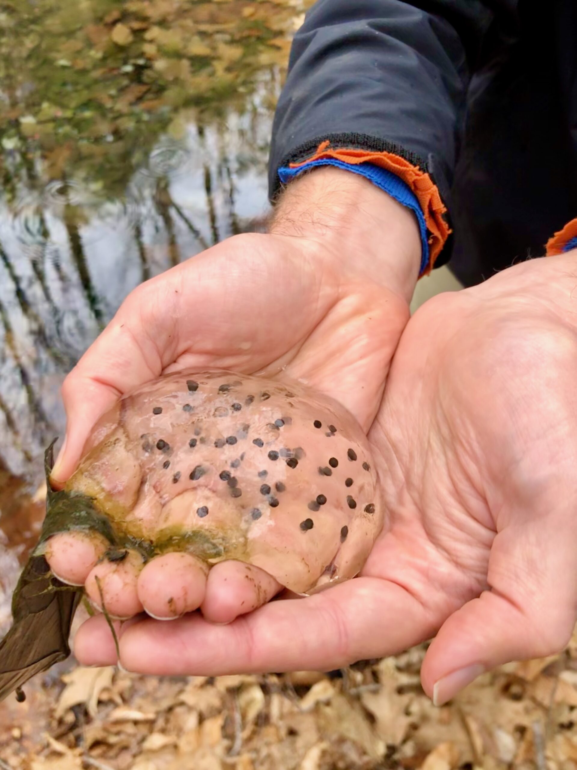 Vernal Pool Plunge - Webinar