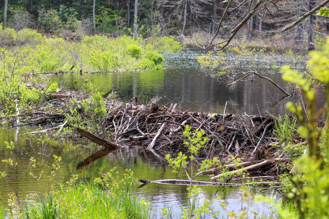 A zoomed-in view of a beaver dam, framed by brush and forest. The water behind the dam is about three feet higher than the water below it.