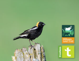 A bobolink, a black, yellow, and white bird, perches atop a weathered fence post against a blurry green background. The Hilltown Land Trust and Trustees logos are overlaid on the right.