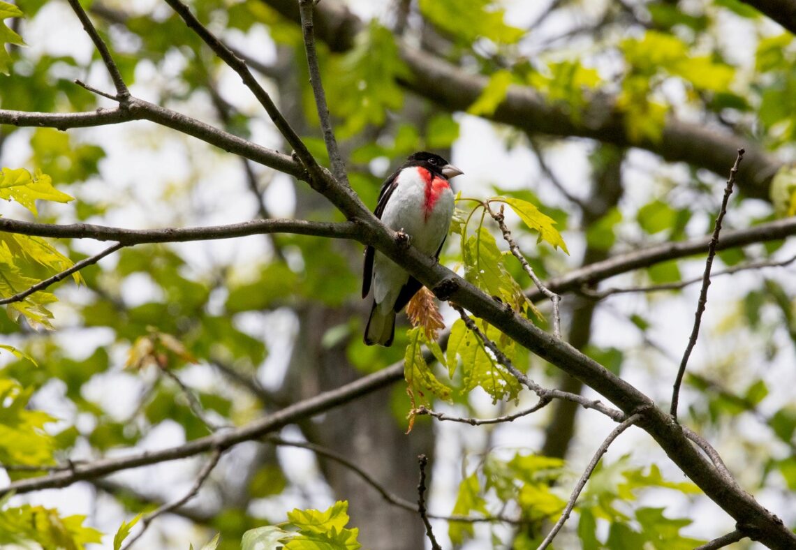 Perched on a branch with newly emerging leaves is a rose-breasted grosbeak, a bird with a black back, white underparts, and a rose-colored chest.