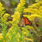 Pollinator Gardening Workshop