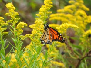 A brilliant orange and black monarch butterfly sips nectar from a bright yellow plume of goldenrod, against a vibrant background of more goldenrod blooms.