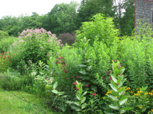 In the entire foreground, a tall bed of many different wildflower species, including bee balm, milkweed, and Joe Pye weed. A cedar shingle-sided wall is visible on the far right, and the tops of a bank of trees are visible in the background.