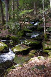 A waterfall flows down a slope of terraced rocks, vibrant with green moss. Leaves cover the ground around the stream and trees lean out over it.