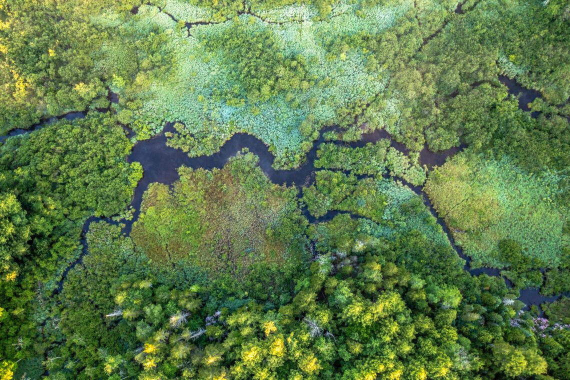 A lush verdant wetland, seen from a bird's-eye drone view.