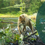 A bobcat crossing a beaver dam on the edge of a pond ringed with lush greenery. Overlaid is a green semicircle with the Give Back to the Land Day logo with the text "Tuesday, April 16, 2024. Bobcat on land conserved by HLT."