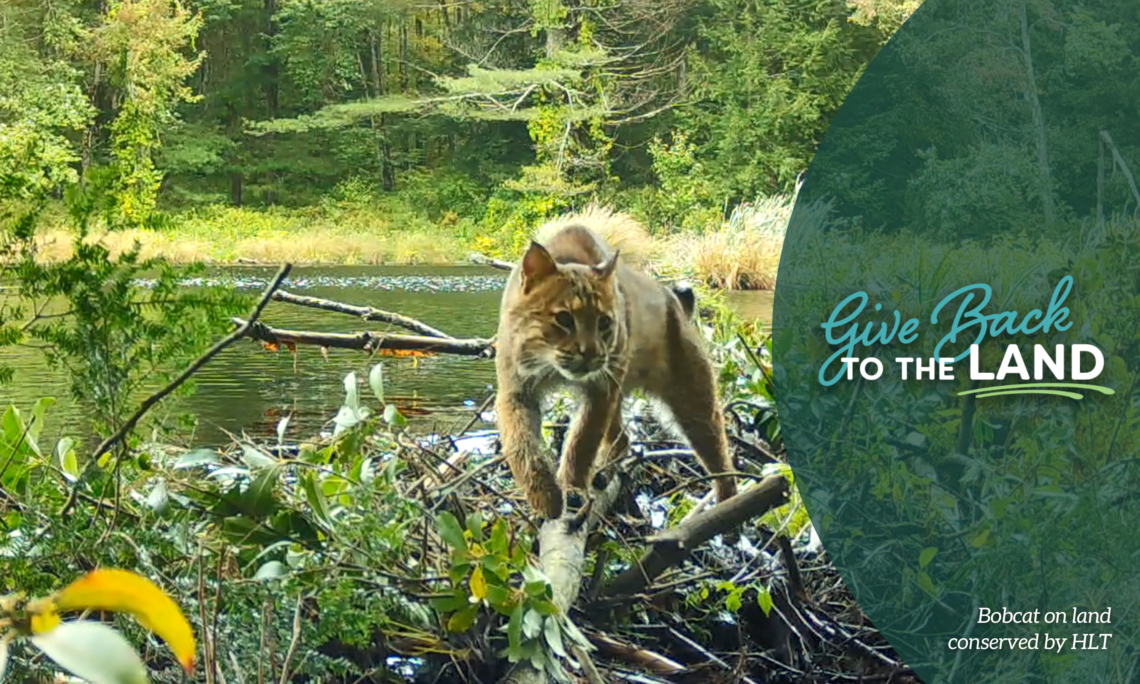 A bobcat crossing a beaver dam on the edge of a pond ringed with lush greenery. Overlaid is a green semicircle with the Give Back to the Land Day logo with the text "Bobcat on land conserved by HLT."