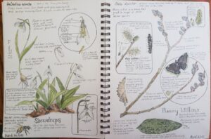 Example of a nature journal with snowdrop flower diagram and identification on the left page and pussy willow drawing and identification on the right page with a drawing of a butterfly.