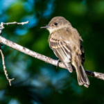 The brown and creme colored Eastern Phoebe perched on a branch with a blurred wooded background.