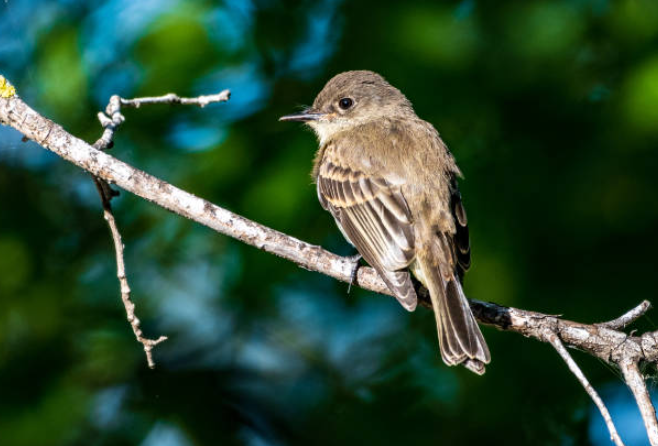 Eastern Phoebe perched on a bare tree branch with its back and tail feathers facing the camera and head turned to the left.