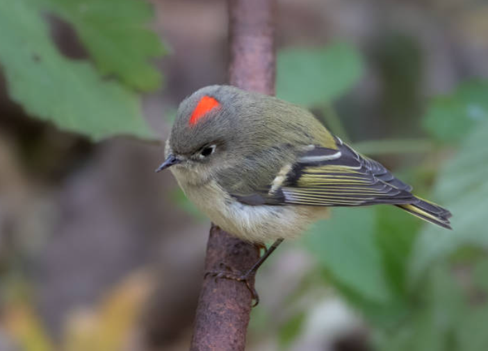 Male Ruby-Crowned Kinglet perched on a branch with his red marking visible on the crown of his head.