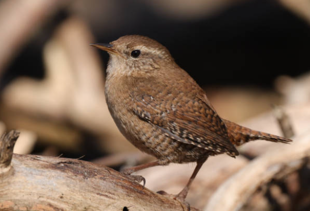 Winter Wren on an upturned root with its beak facing the left and tail pointed towards the right.