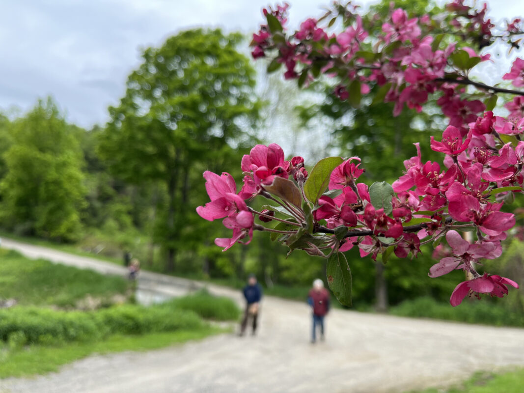 Branches of vibrant pink cherry blossoms are in focus and stretches from the right side of the photo while two people in the distance are in soft focus below. They stand on a gravel road and are framed by green grass and trees. 