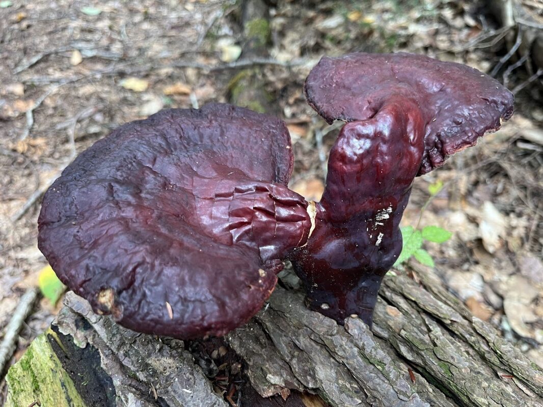 Hemlock varnish shelf, a glossy two-pronged mushroom on a hemlock log.