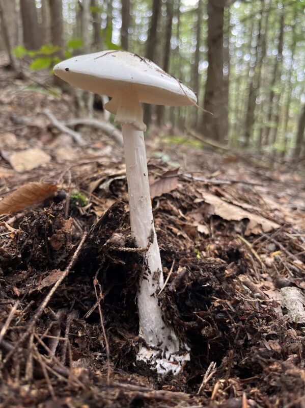 The tall white stalk and cap of Destroying Angel, a deadly mushroom, emerging from the forest floor.