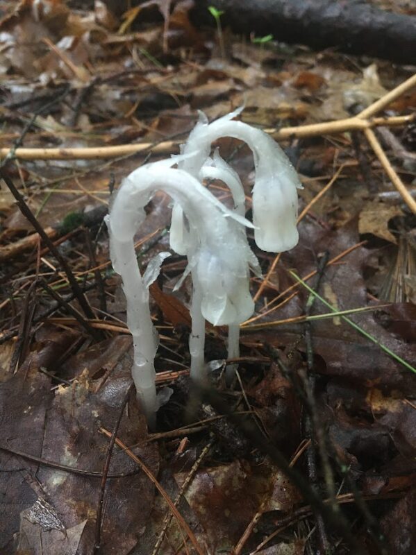 Ghost pipe, a pale white plant, with three small stalks poking out of the forest flood.