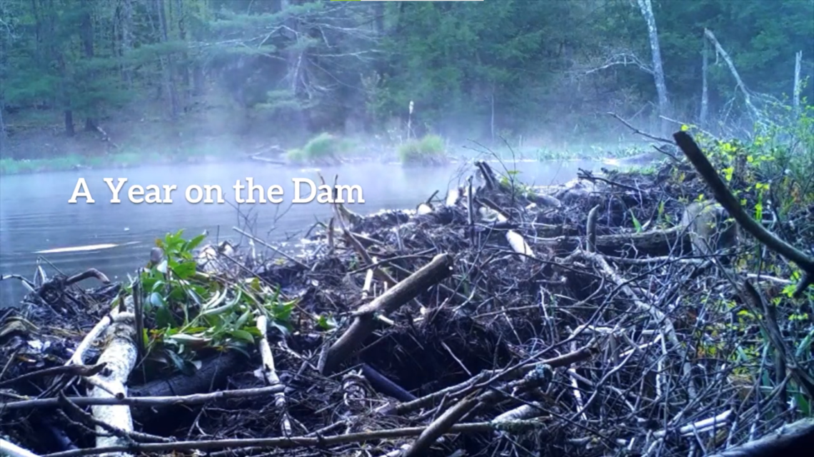 A misty beaver dam and pond, overlaid with the text "A Year on the Dam."