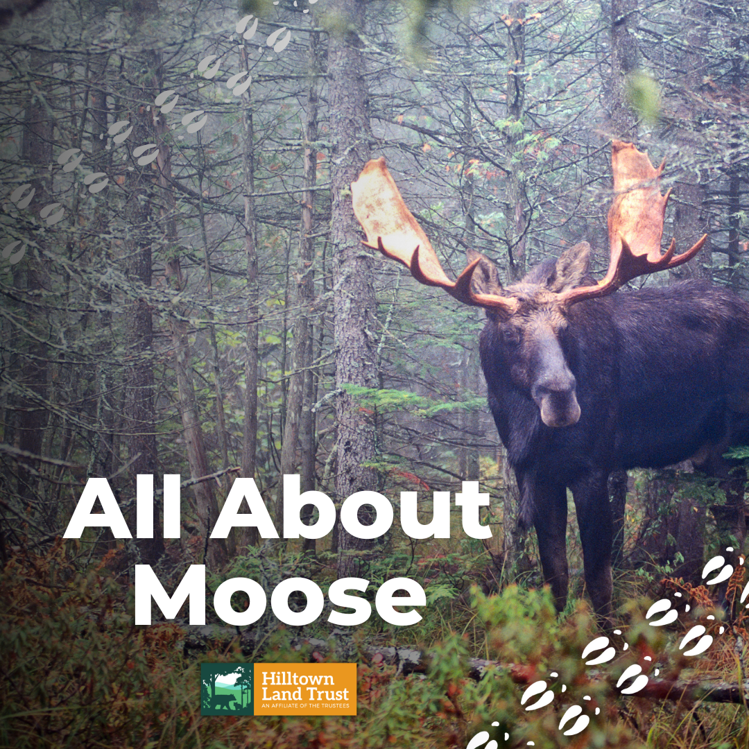 All About Moose