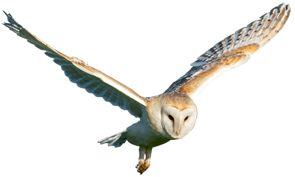 A barn owl in flight.