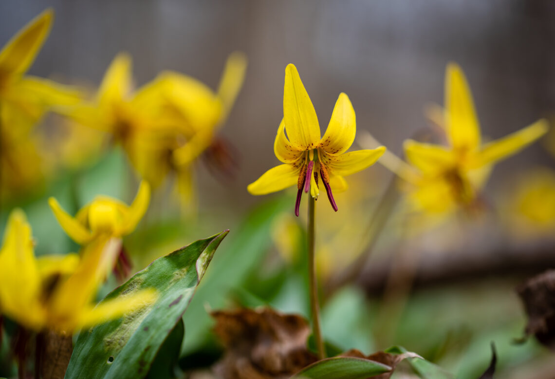 Yellow trout lily blooms.