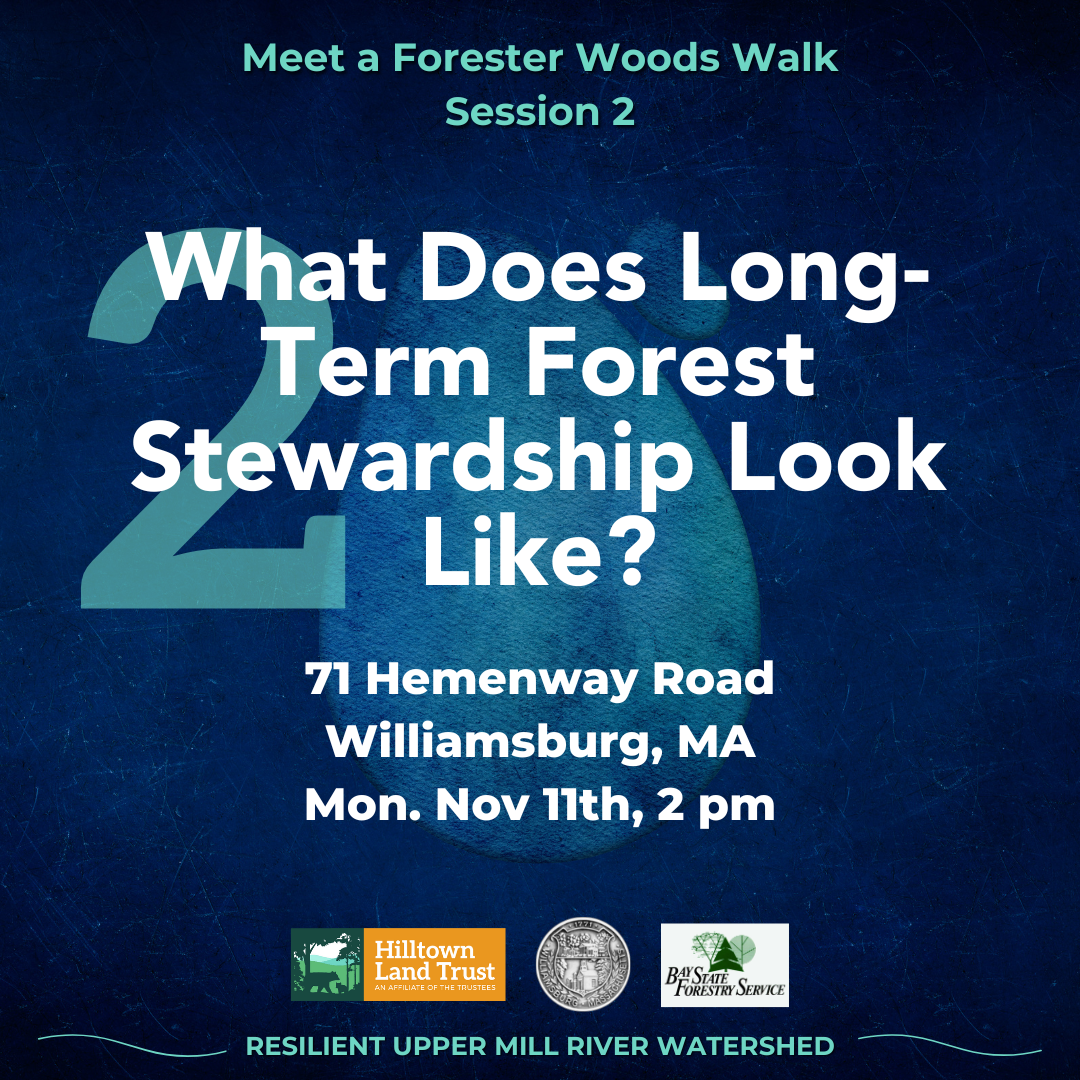 What Does Long-Term Forest Stewardship Look Like? Meet a Forester Woods Walk