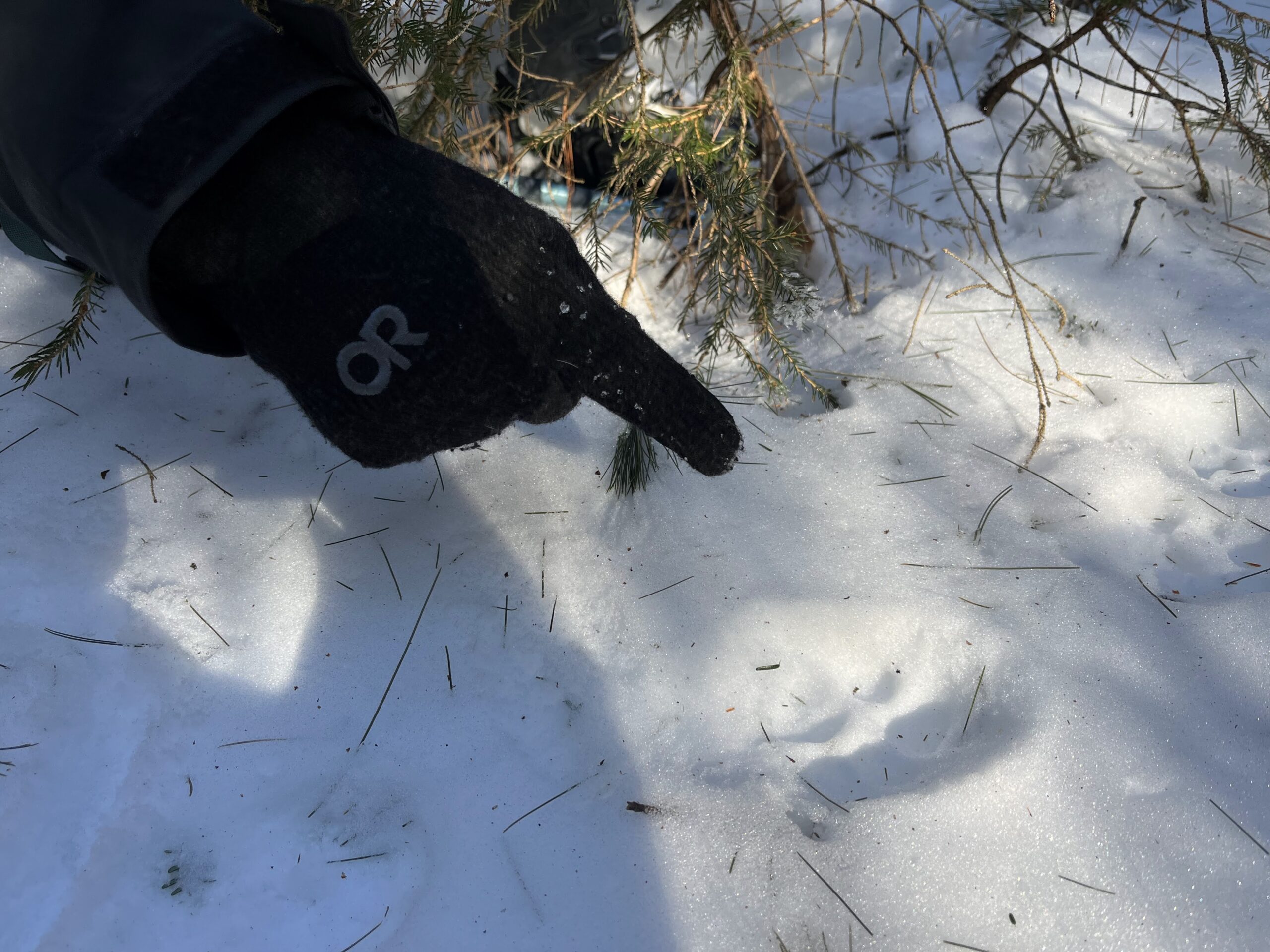 Wildlife Tracking Resources