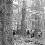 A group hikes the Bryant Homestead’s Rivulet Trail, which encompasses several stages of forest growth.