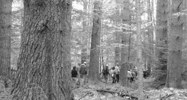 A group hikes the Bryant Homestead’s Rivulet Trail, which encompasses several stages of forest growth.