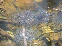 Wood frog egg masses