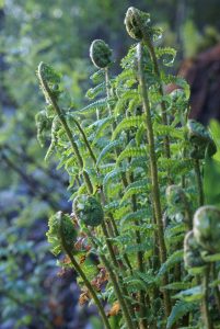 Woodsiaceae--Lady Fern Family