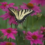 A yellow and black butterfly resting with wings open on a pink flower