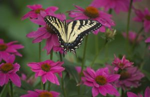 A yellow and black butterfly resting with wings open on a pink flower